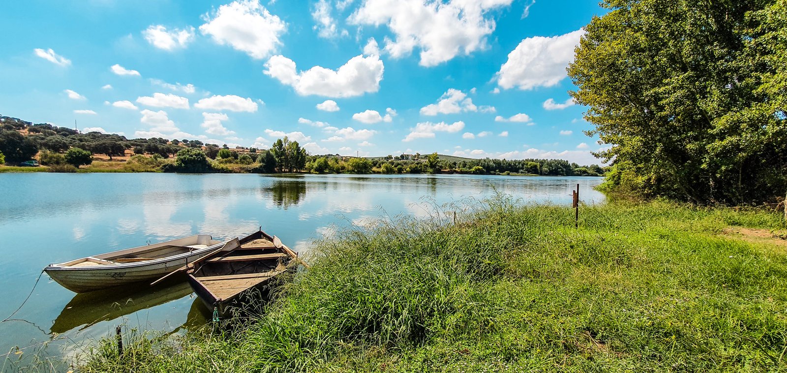 Galeria: Flores selvagens