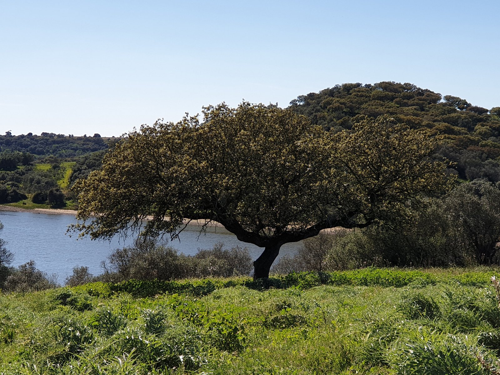 Centenary olive trees