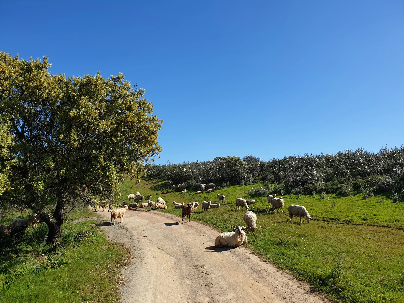 Caminhada: Trilho em paisagem natural alentejana